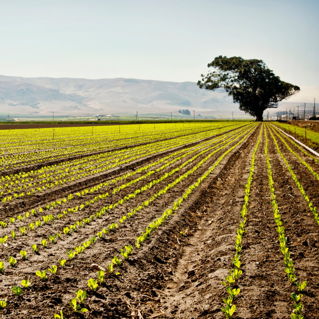 CS Agro Vision